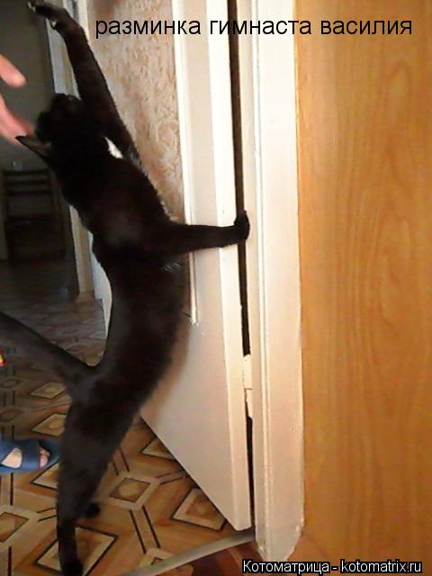 Котоматрица: разминка гимнаста василия