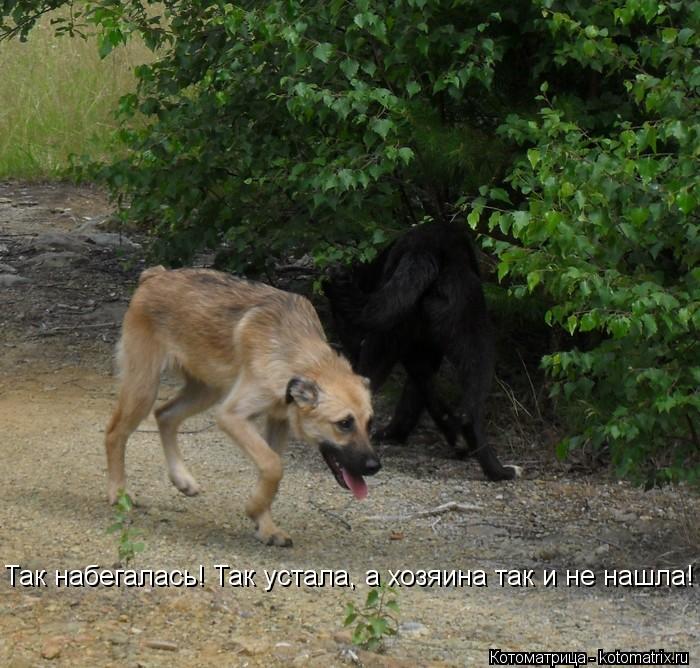 Котоматрица: Так набегалась! Так устала, а хозяина так и не нашла!