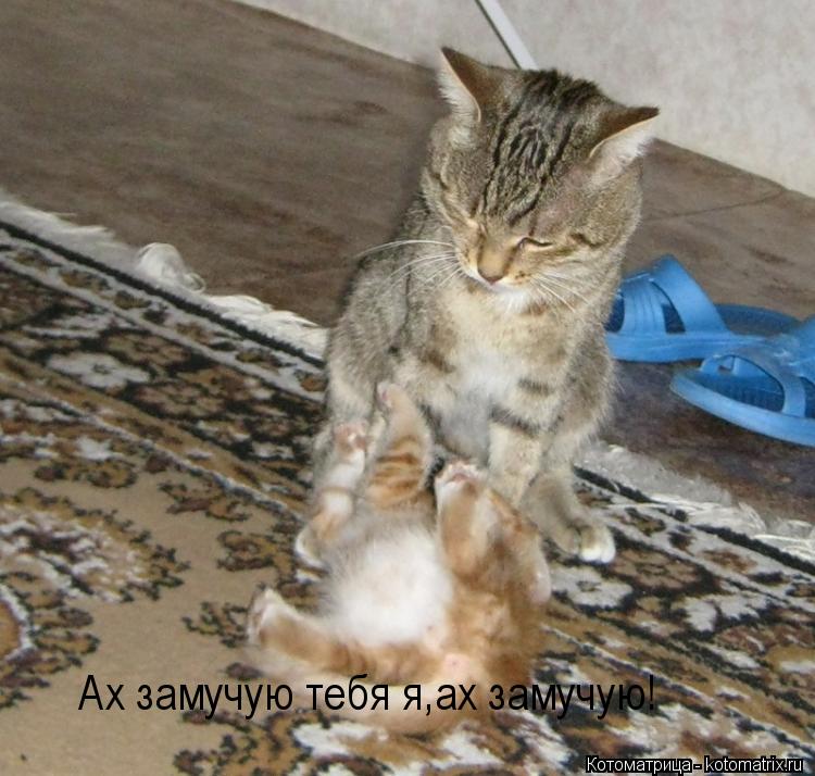 Котоматрица: Ах замучую тебя я,ах замучую!