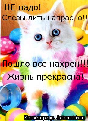 Котоматрица: НЕ надо слезы лить напрасно!!! НЕ надо! Слезы лить напрасно!!! Пошло все нахрен!!! Жизнь прекрасна!
