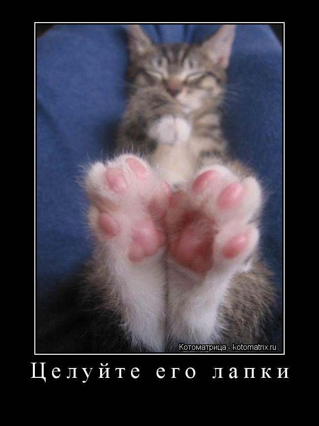 Котоматрица: Целуйте его лапки 