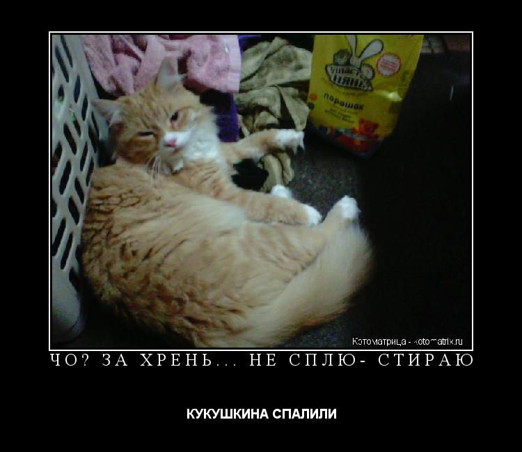 Котоматрица: ЧО? ЗА ХРЕНЬ... НЕ СПЛЮ- СТИРАЮ КУКУШКИНА СПАЛИЛИ