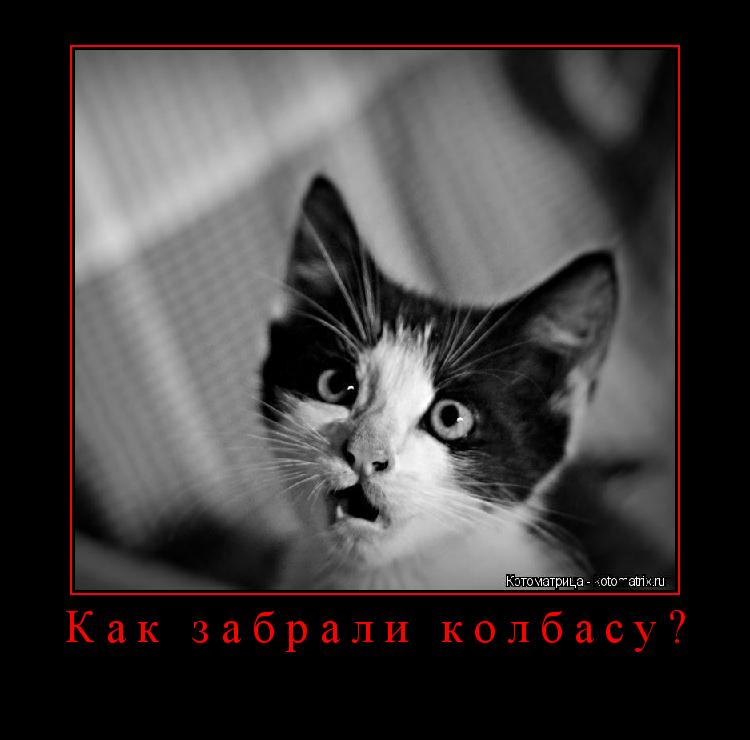 Котоматрица: Как забрали колбасу? 