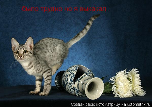 Котоматрица: было трудно но я выкакал