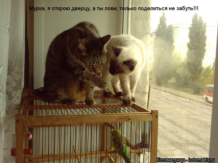 Котоматрица: Мурка, я открою дверцу, а ты лови, только поделиться не забуть!!!