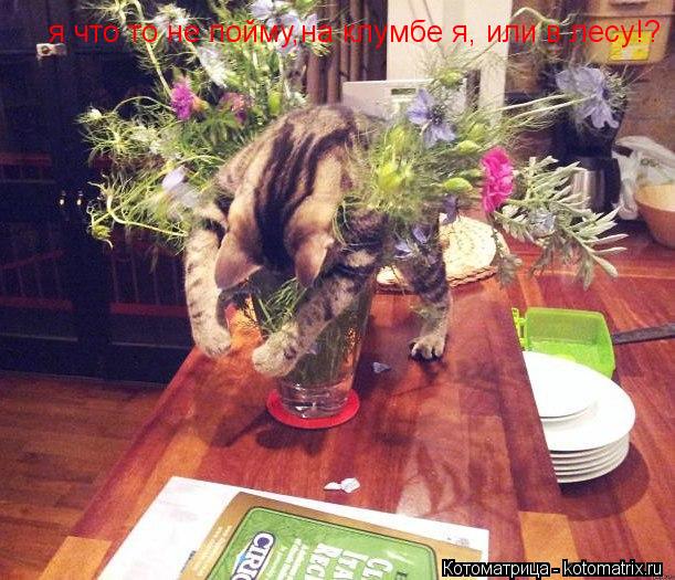 Котоматрица: я что то не пойму,на клумбе я, или в лесу!?