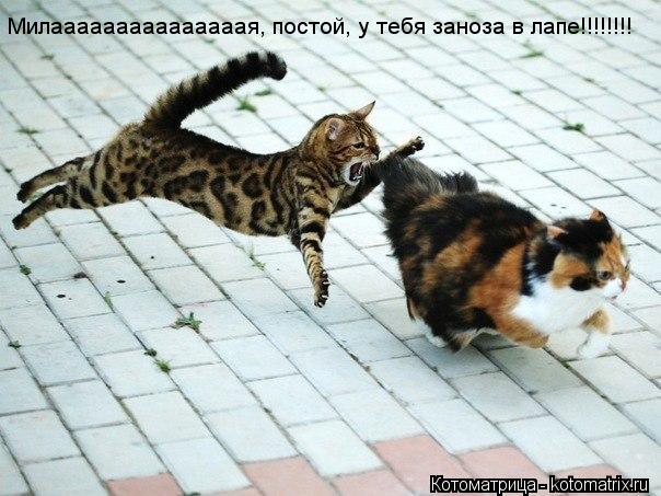 Котоматрица: Милааааааааааааааая, постой, у тебя заноза в лапе!!!!!!!!