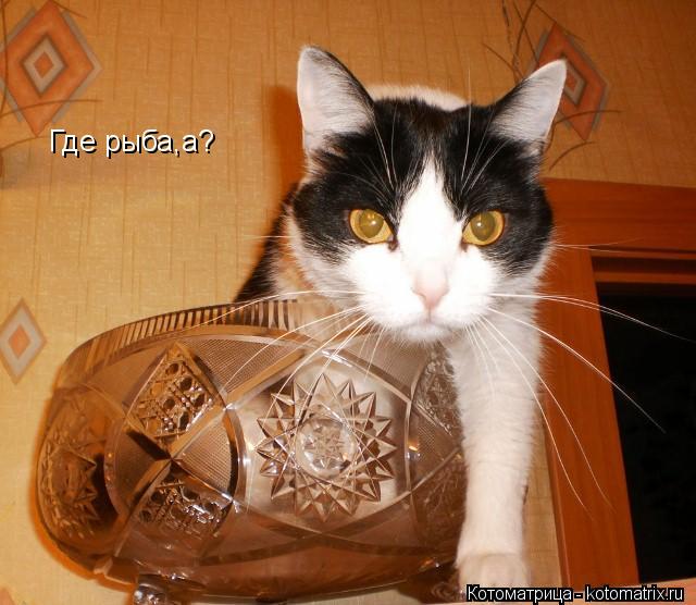 Котоматрица: Где рыба,а?