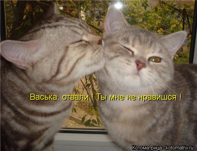 Котоматрица: Васька, отвали ! Ты мне не нравишся !