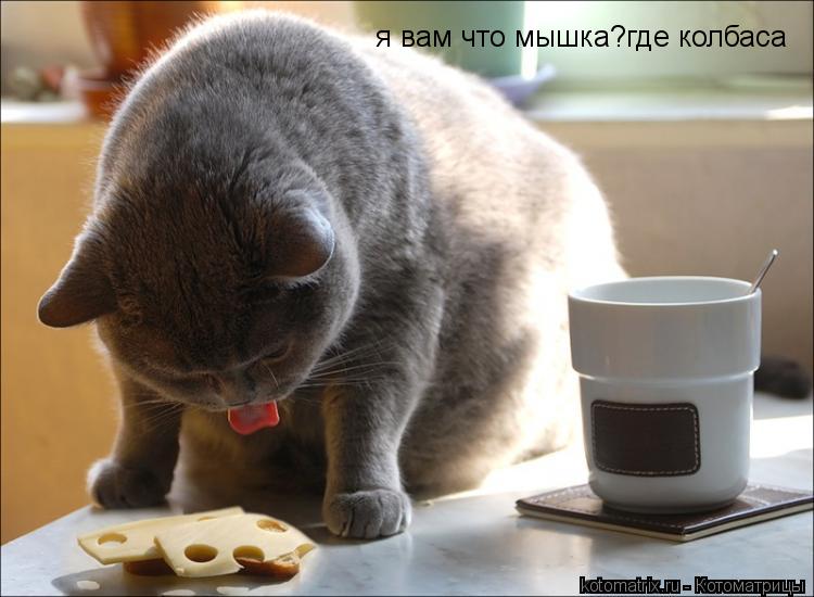 Котоматрица: я вам что мышка?где колбаса
