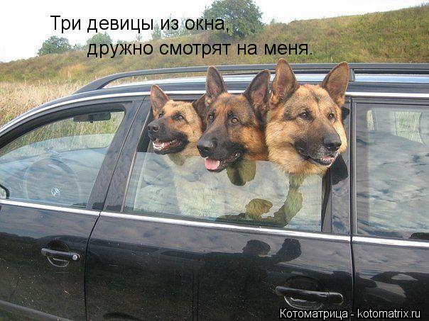 Котоматрица: Три девицы из окна, Три девицы из окна, дружно смотрят на меня.