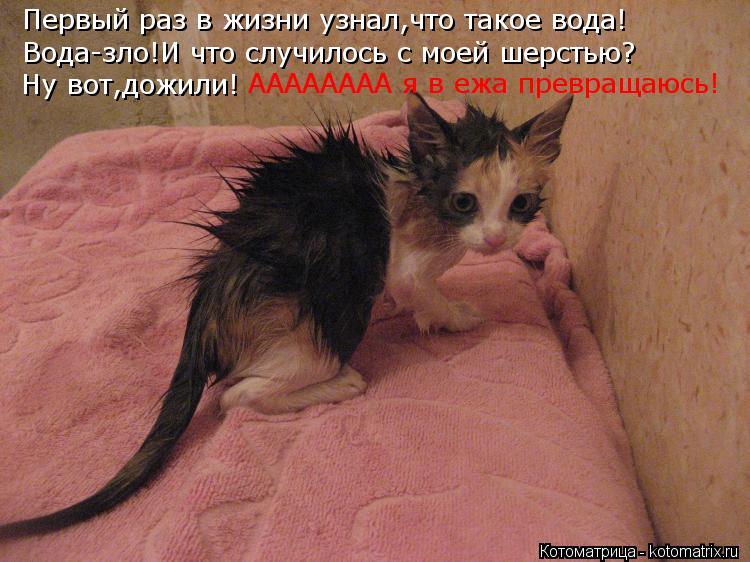Котоматрица: Первый раз в жизни узнал,что такое вода! Вода-зло!И что случилось с моей шерстью? Ну вот,дожили! АААААААА я в ежа превращаюсь!