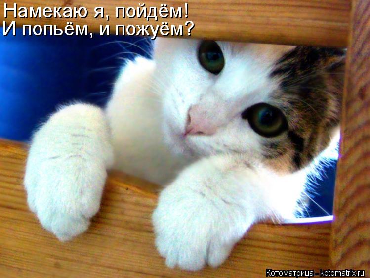 Котоматрица: Намекаю я, пойдём! Намекаю я, пойдём! И попьём, и пожуём?