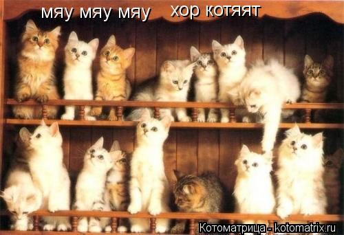 Котоматрица: мяу мяу мяу хор котяят