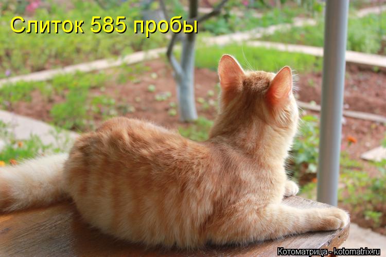 Слиток 585 пробы... Котоматрица: Слиток 585 пробы