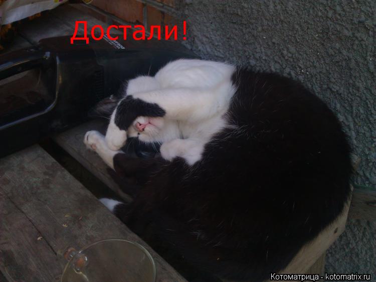 Котоматрица: Достали!