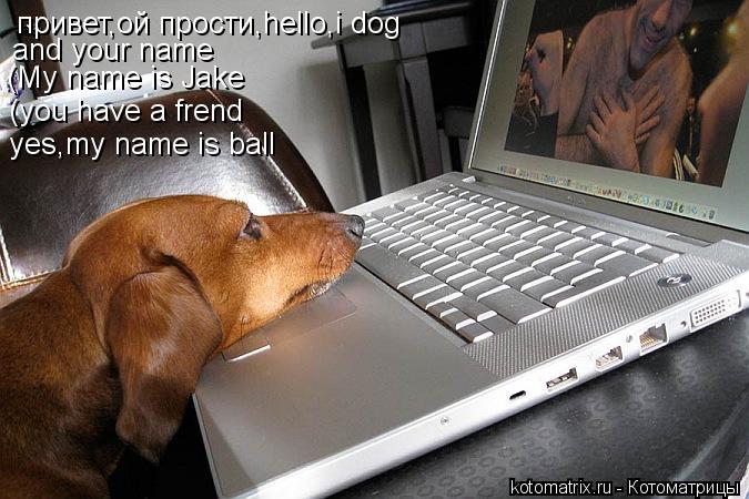 Котоматрица: привет,ой прости,hello,i dog and your name (My name is Jake (you have a frend yes,my name is ball