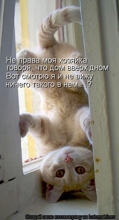 Котоматрица: Не права моя хозяйка  говоря, что дом вверх дном Вот смотрю я и не вижу ничего такого в нем ...?