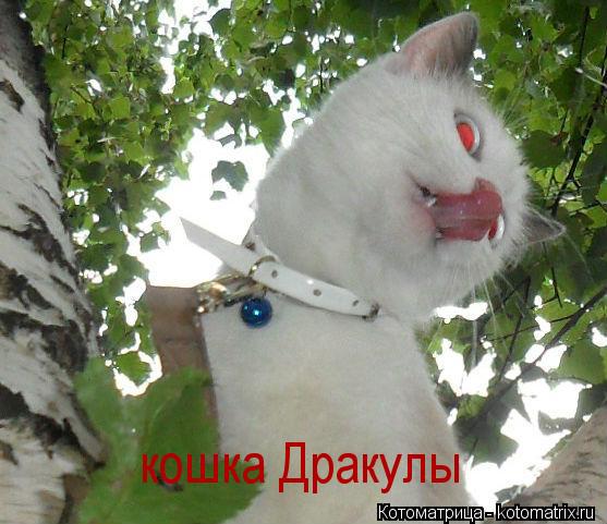 Котоматрица: кошка Дракулы