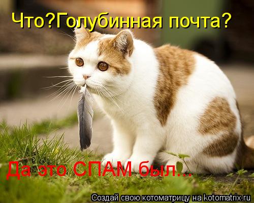 Котоматрица: Что?Голубинная почта? Да это СПАМ был...