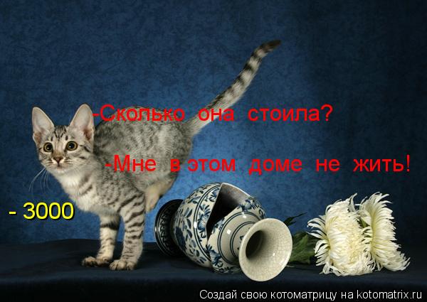 Котоматрица: -Сколько  она  стоила? - 3000 -Мне  в этом  доме  не  жить!