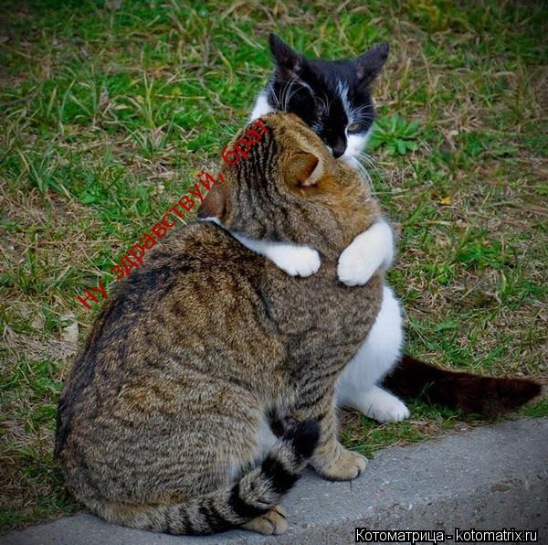Котоматрица: Ну здравствуй, брат