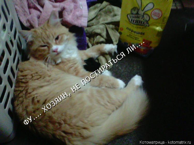 Котоматрица: ФУ.... ХОЗЯИН, НЕ ПОСТИРАТЬСЯ ЛИ....