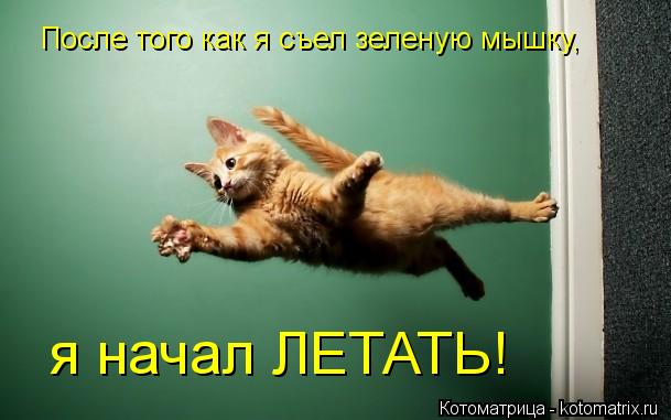 Котоматрица: После того как я съел зеленую мышку, я начал ЛЕТАТЬ!