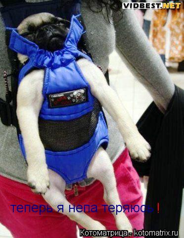 Котоматрица: теперь я непа теряюсь !