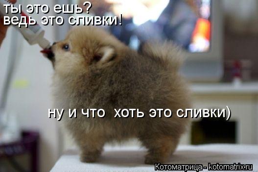 Котоматрица: ты это ешь? ведь это сливки! ну и что  хоть это сливки)
