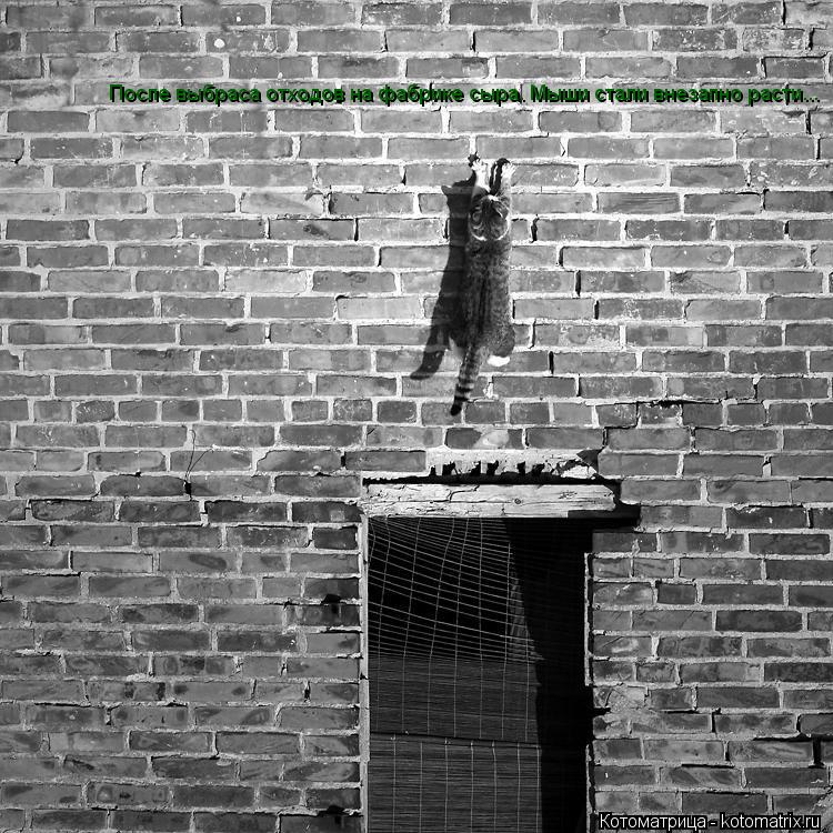 Котоматрица: После выбраса отходов на фабрике сыра. Мыши стали внезапно расти...