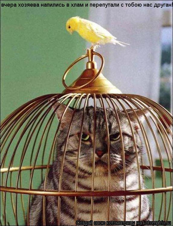 Котоматрица: вчера хозяева напились в хлам и перепутали с тобою нас друган!