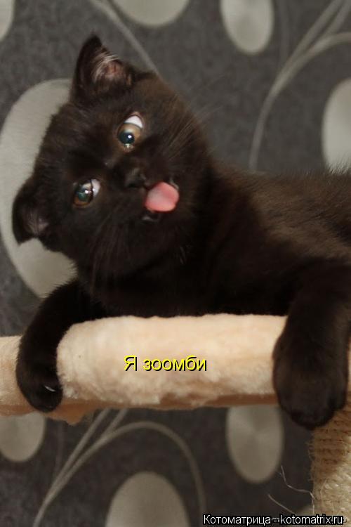 Котоматрица: Я зоомби