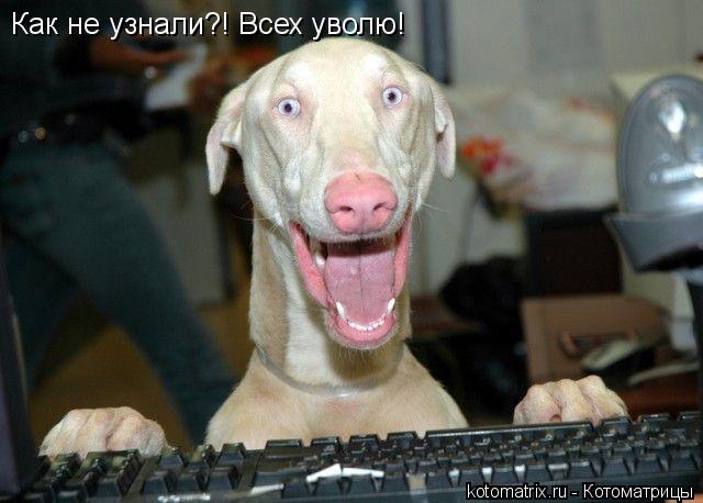 Котоматрица: Как не узнали?! Всех уволю!