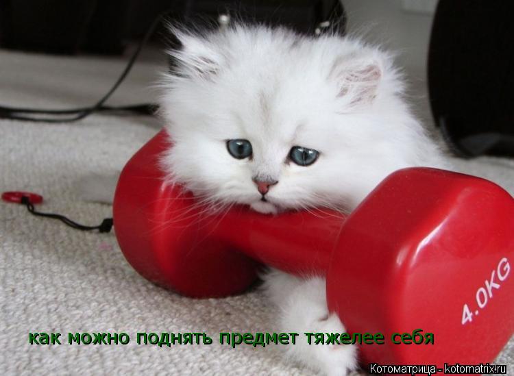 Котоматрица: как можно поднять предмет тяжелее себя
