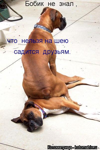 Котоматрица: Бобик  не  знал ,   что  нельзя на шею садится  друзьям.