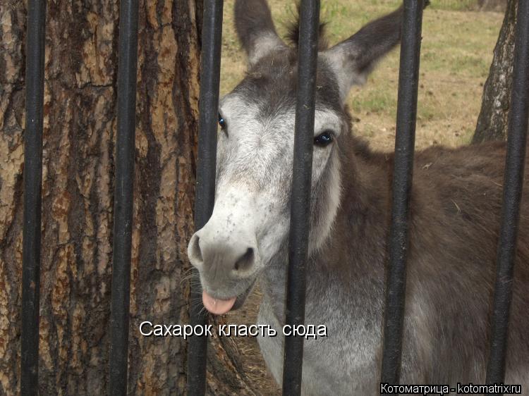 Котоматрица: Сахарок класть сюда