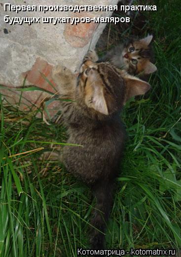 Котоматрица: Первая производственная практика будущих штукатуров-маляров