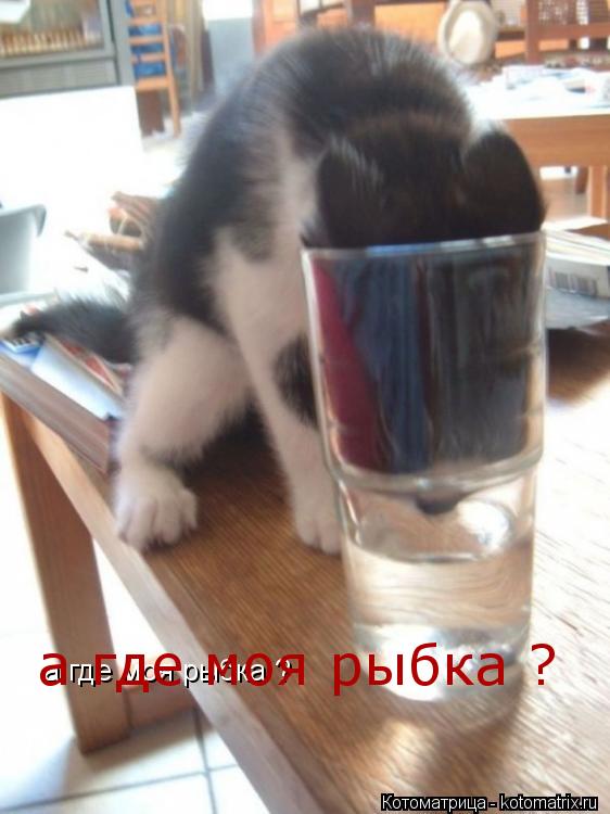 Котоматрица: а где моя рыбка ? а где моя рыбка ?