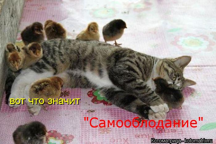 Котоматрица: вот что значит  "Самооблодание"