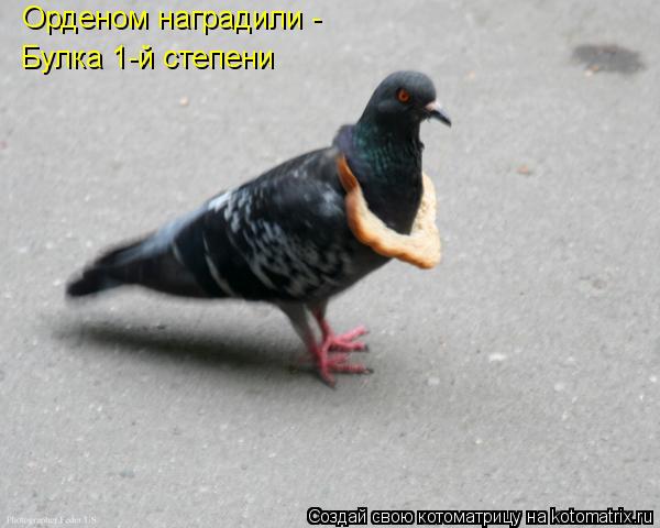 Котоматрица: Орденом наградили -  Булка 1-й степени