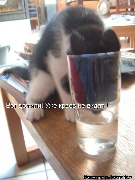 Котоматрица: Вот дожили! Уже краев не видят !