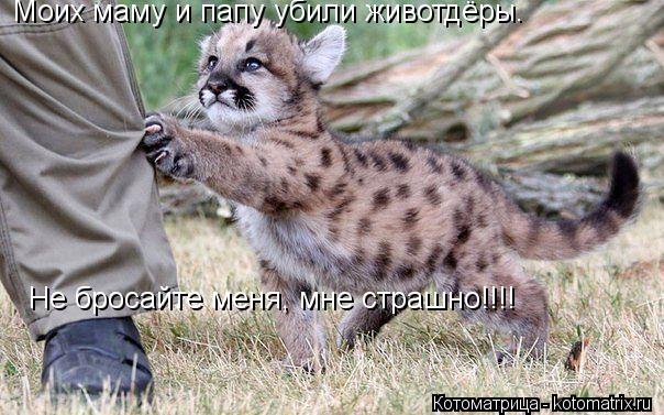 Котоматрица: Моих маму и папу убили животдёры.  Не бросайте меня, мне страшно!!!!