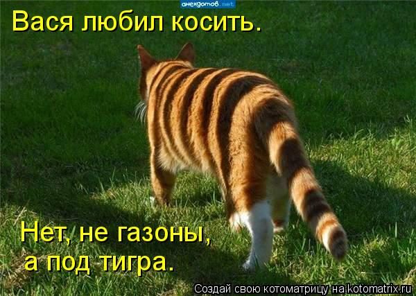 Котоматрица: а под тигра. Нет, не газоны, Вася любил косить.