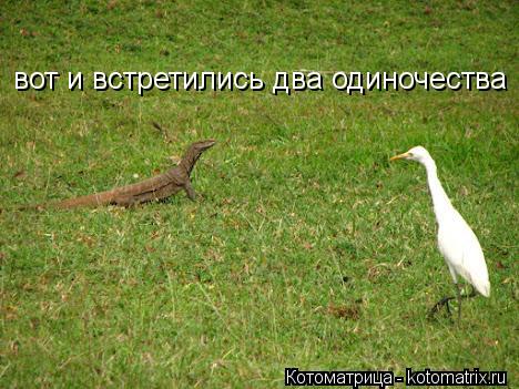 вот и встретились два одиночества... Котоматрица: вот и встретились два одиночества