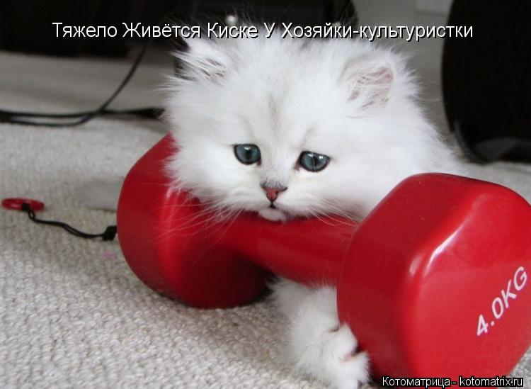 Котоматрица: Тяжело Живётся Киске У Хозяйки-культуристки