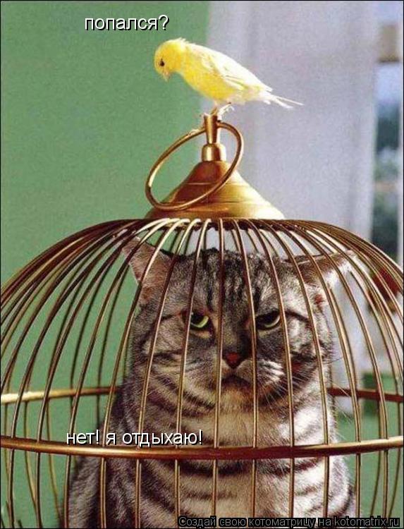 Котоматрица: попался? нет! я отдыхаю!