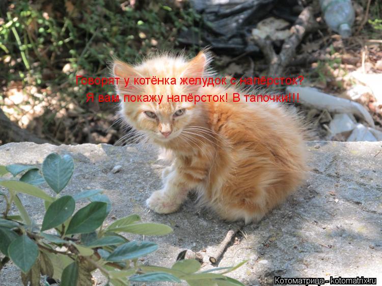 Котоматрица: Говорят у котёнка желудок с напёрсток? Я вам покажу напёрсток! В тапочки!!!