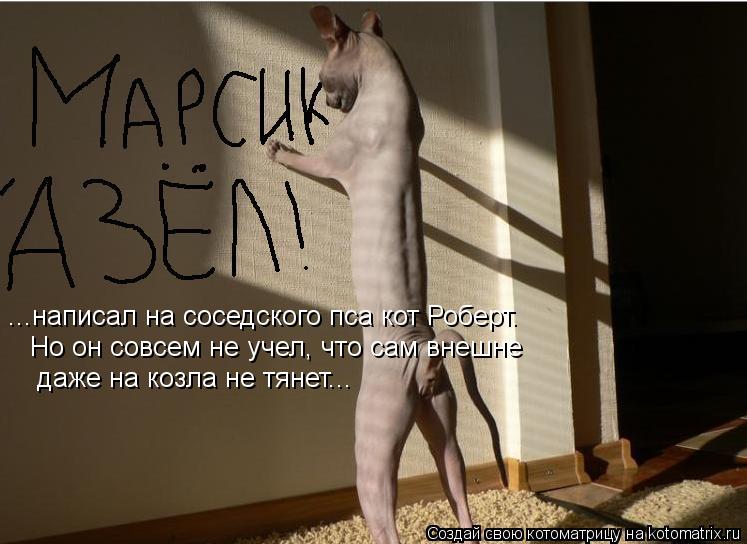 Котоматрица: ...написал на соседского пса кот Роберт. Но он совсем не учел, что сам внешне  даже на козла не тянет...