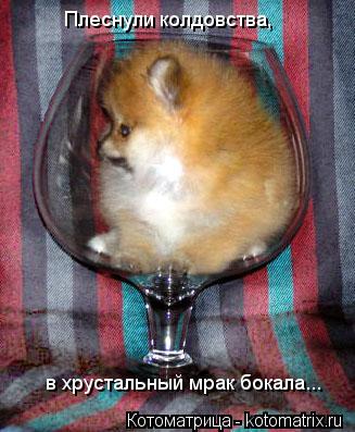 Котоматрица: Плеснули колдовства,  в хрустальный мрак бокала...